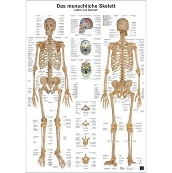 Diář Anatomie-Lerntafel - Das menschliche Skelett - Busse, Andreas