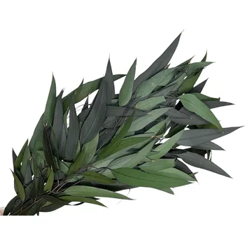 umělá květina FLOWERIO Stabilizované eukalyptové listy Nicholii 100g - zelené