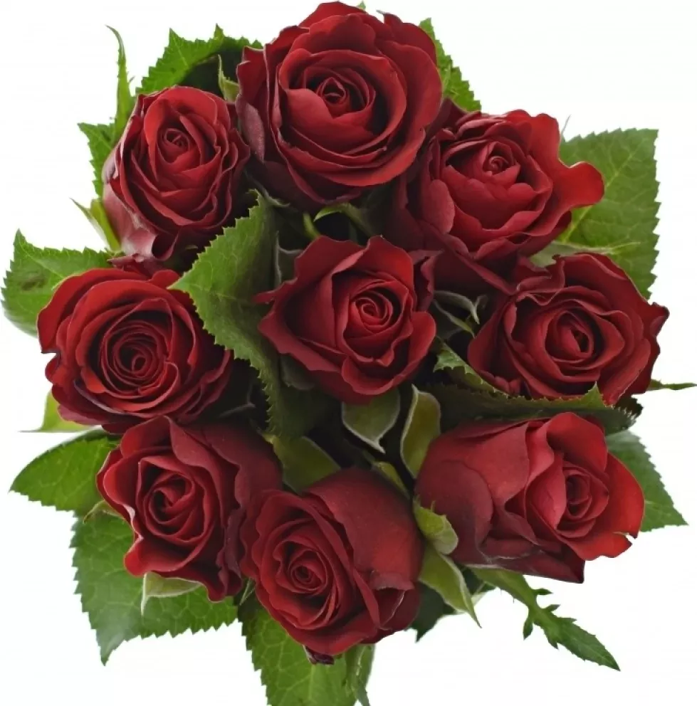 Kytice 9 červených růží SIMPLY RED 60 cm