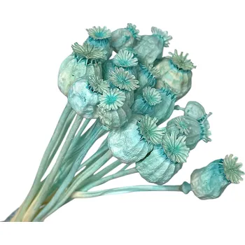 umělá květina Sušené stabilizované makovice malé - aqua