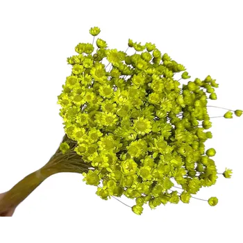 FLOWERIO Sušené květiny Glixia 50g - světle zelená