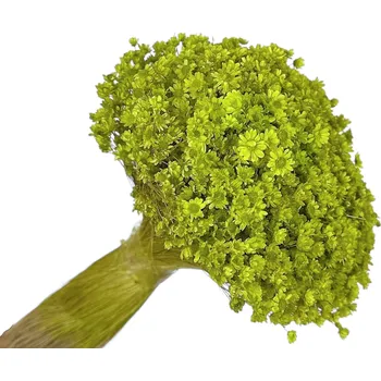 umělá květina FLOWERIO Sušené květiny Glixia Marcela 75 g - světle zelená