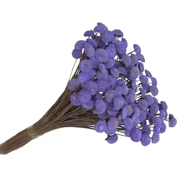 umělá květina FLOWERIO Sušené květiny Botao Amarelino 80g - fialové