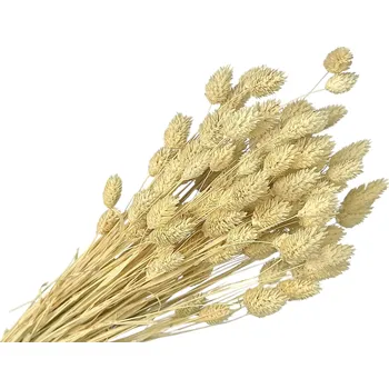 umělá květina Sušená tráva Phalaris - Chrastice 100g - bělená