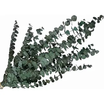 umělá květina FLOWERIO Stabilizované eukalyptové listy Stuartiana drobné - tmavozelené