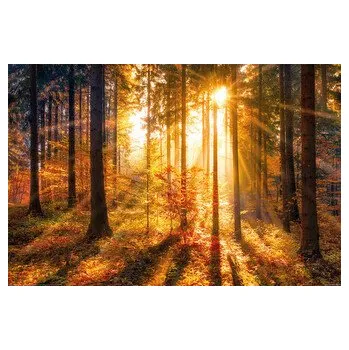 Plakát Plakát, Obraz - Les, 91.5 × 61 cm
