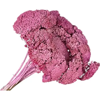 umělá květina FLOWERIO Sušené květiny Řebříček - Achillea 90g - vintage růžová