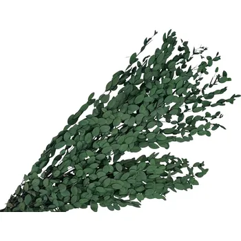 umělá květina FLOWERIO Stabilizované eukalyptové listy Parvifolia 100g - tmavě zelená
