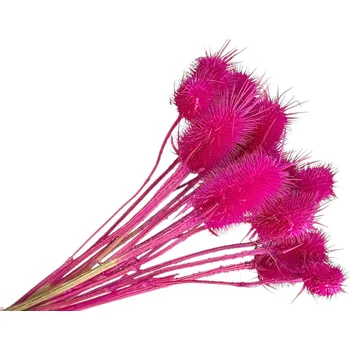 Koření FLOWERIO Sušené bodláky Dipsacus 50g - cyklámenové