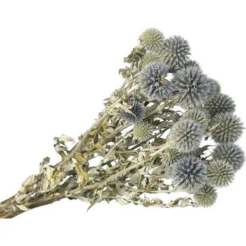 Koření FLOWERIO Sušené bodláky Echinops ježibaba 100g - přírodní