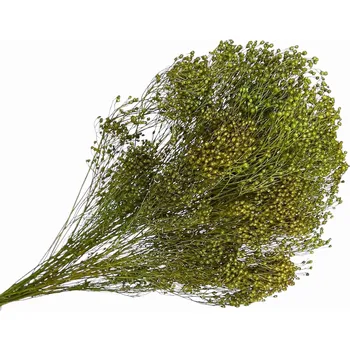 umělá květina FLOWERIO Sušené květiny Broom Bloom kytice 100g - zelené