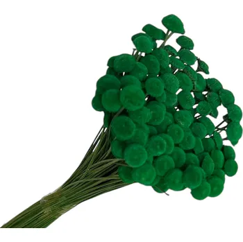 umělá květina FLOWERIO Sušené květiny Botao Amarelino 80g - tmavě zelené