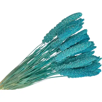 FLOWERIO Sušená tráva Setaria Italica - proso 100g - tyrkysově modrá