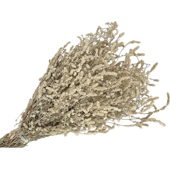 umělá květina FLOWERIO Sušené květy Aerva Javanica - pouštní bavlna 140g - přírodní krémové