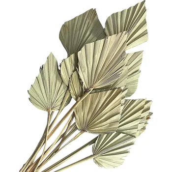 Koření FLOWERIO Sušené palmové listy tvarované - oštěp malý 15ks - přírodní