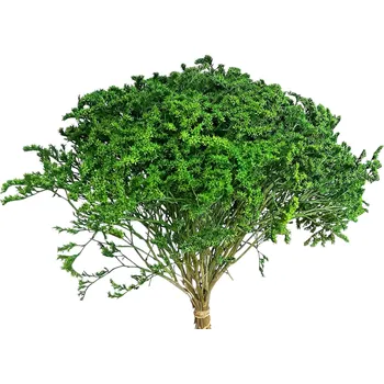 umělá květina FLOWERIO Sušené květiny Statice tatarica - Limonka tatarská 250g - zelená