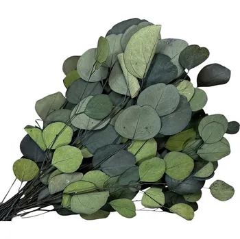 umělá květina FLOWERIO Stabilizované eukalyptové listy Populus 150g - tmavě zelené