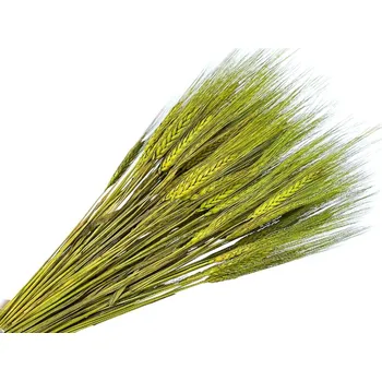 umělá květina FLOWERIO Sušené klasy žitné 150g - světle zelené