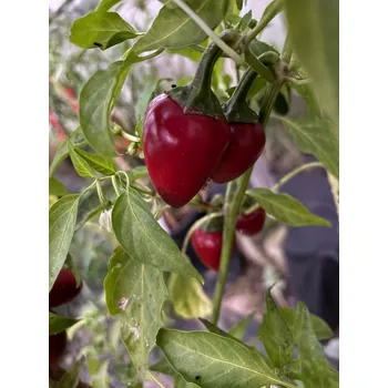 Semeno Korál red – chilli semínka (10 ks)