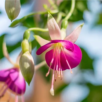 Frans Veerman Fuchsie 708