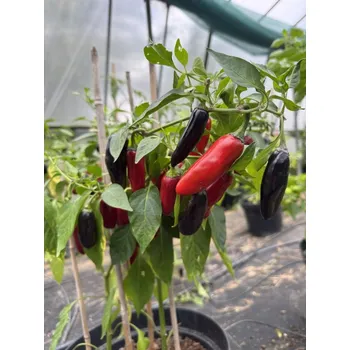 Semeno Czechoslovakian Black - semínka chilli (10 ks)