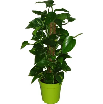 Sazenice Epipremnum pinatum mosstok 17 cm