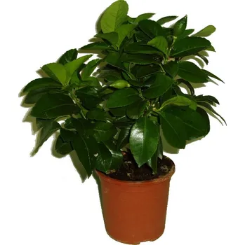 Sazenice Citronovník Lemon meyer