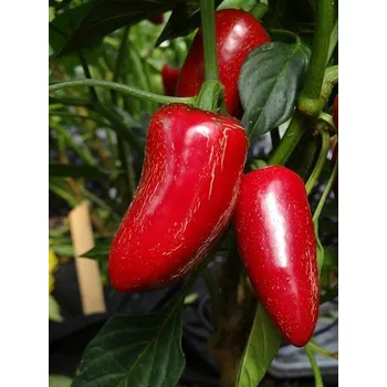 Semeno Jalapeño Maylon - semínka chilli (10 ks)
