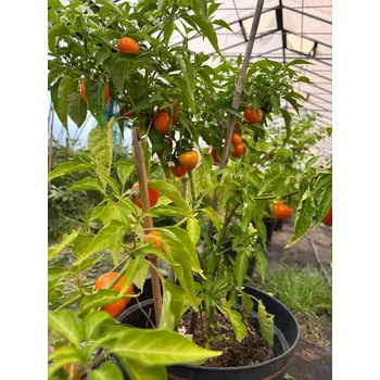 Semeno Korál orange – chilli semínka (10 ks)