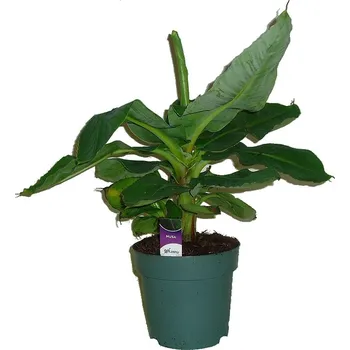 Sazenice Pokojové rostliny - banánovník - silný kmen