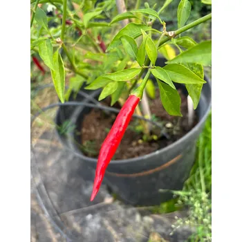 Semeno Rawit - semínka chilli (10 ks)