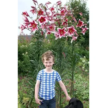 Cibulovina Lilie Friso 3 ks