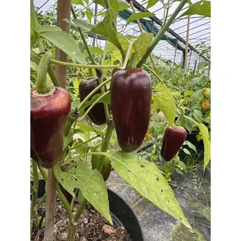 Semeno Jalapeño Brown - semínka chilli (10 ks)