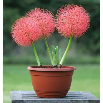 Cibulovina Krvokvět Scadoxus multiflorus 3 ks