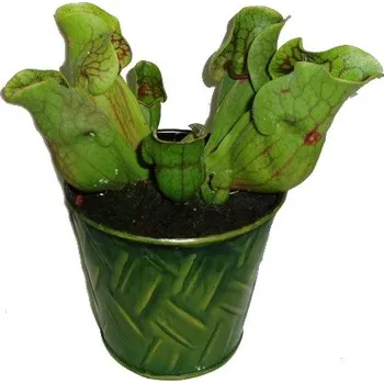 Sazenice Masožravá rostlina masožravka Špirlice