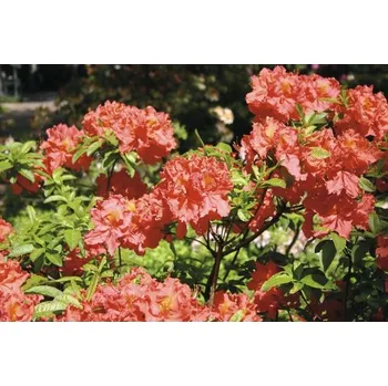 Sazenice Azalka dřevitá opadavá Azalea luteum výška 30-40 cm květináč 5 l červená