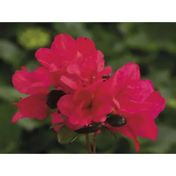 Sazenice Azalka japonská FloraSelf Rhododendron obtusum výška 25-30 cm květináč 3 l červená