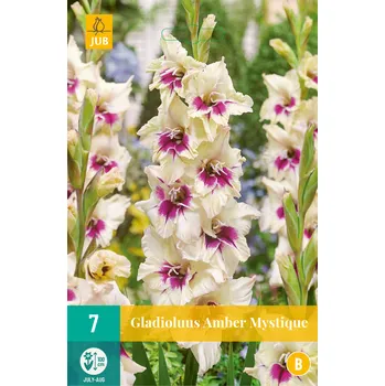 Cibulovina Mečík AMBER MISTIQUE (7 cibulí) Large Flowering
