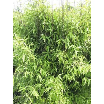 Květináč Bambus Fargesia hybrid 'Winter Joy' 40-50 cm květináč 3 l