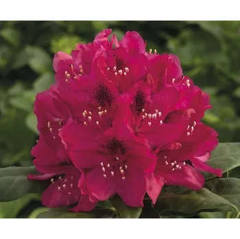 Sazenice Rododendron, pěnišník červený FloraSelf Rhododendron hybrid výška 20-30 cm květináč 2 l
