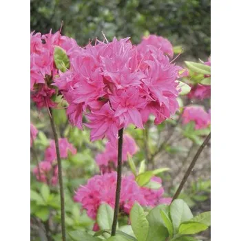 Květináč Azalka dřevitá opadavá Azalea luteum výška 30-40 cm květináč 5 l růžová