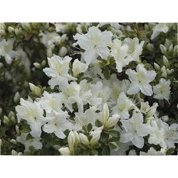 Sazenice Azalka japonská Rhododendron obtusum výška 30-40 cm květináč 5 l bílá