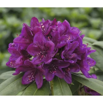 Sazenice Rododendron, pěnišník tmavě fialový FloraSelf Rhododendron hybrid výška 20-30 cm květináč 2 l