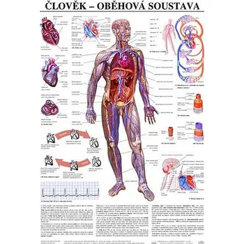 Bystrá hlava Plakát - Člověk - oběhová soustava