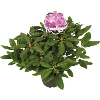 Sazenice Rododendron, pěnišník růžový FloraSelf Rhododendron hybrid výška 30-40 cm květináč 5 l