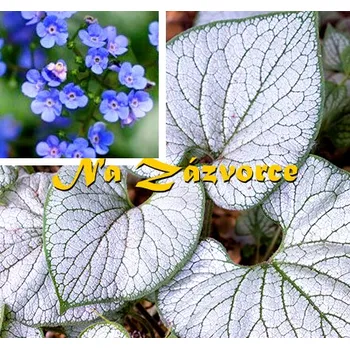 Sazenice Pomněnkovec ´Silver Heart´ (Brunnera macrophylla ´Silver Heart´)