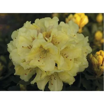 Sazenice Rododendron, pěnišník žlutý FloraSelf Rhododendron hybrid výška 40-50 cm květináč 7,5 l oblíbené odrůdy