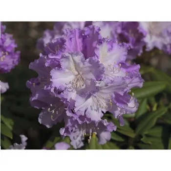 Sazenice Rododendron, pěnišník růžový FloraSelf Rhododendron hybrid výška 20-30 cm květináč 2 l 1 ks, různé druhy