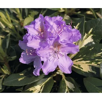 Sazenice Rododendron, pěnišník FloraSelf Rhododendron hybrid 'Goldflimmer' výška 30-40 cm květináč 5 l