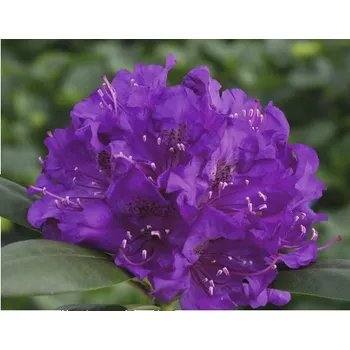 Květináč Rododendron jakušimský, pěnišník fialový FloraSelf Rhododendron yakushimanum květináč 5 l